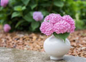 Hydrangeas Cut Flowers 