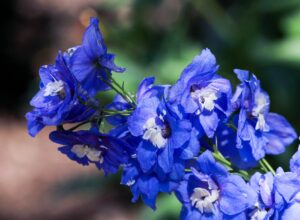 Delphiniums Cut Flower in Blue Color 