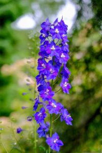 Larkspur Flowers Growing and Caring Guide