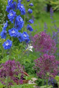 Larkspur Flowers 