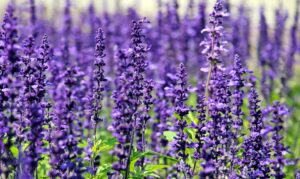 Lavender Fragrant Flowers