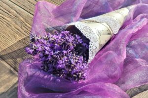 Lavender Cut Flower 