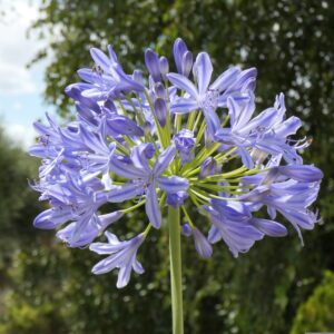 Agapanthus Flower 