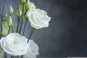 Lisianthus Growing Guide 