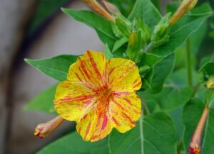 Four O'Clock (Mirabilis jalapa) Fragrant Flowers