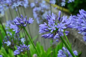 Agapanthus Flower in Beautiful Color 