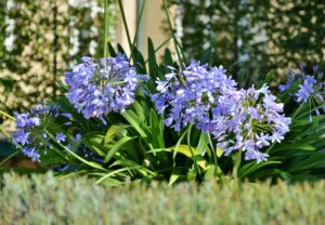 Agapanthus Flower Growing Guide 