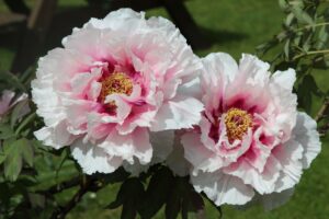 Peony (Paeonia spp.) Fragrant Flowers