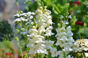 Snapdragons cut Flowers