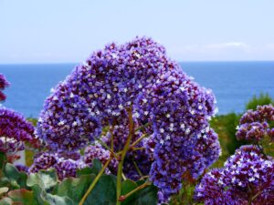 Statice or Sea Lavender Cut Flower