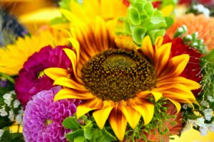 Sunflowers Cut Flower