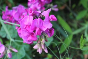 Sweet Pea (Lathyrus odoratus) Fragrant Flowers