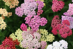 Yarrow Cut Flowers 