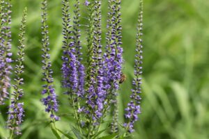 Veronica, or speedwell Cut Flowers