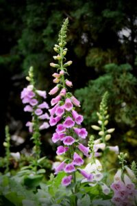 Digitalis Flower