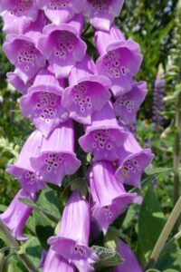 Digitalis or Foxglove Flower