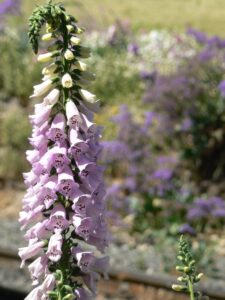 Digitalis or Foxglove Flower