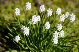 Grape Hyacinths White Color Flowers