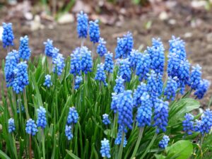 Grape Hyacinths Flowering Plant 