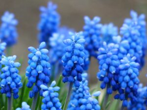 Grape Hyacinths Flowers