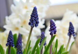 Grape Hyacinths 