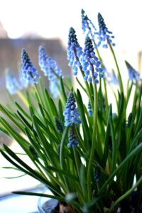 Grape Hyacinths 