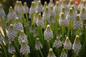 Grape Hyacinths Flowers