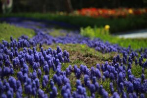 Mass Planting of Grape Hyacinths