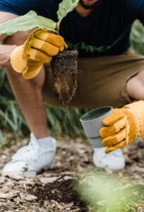 Repotting of plants attacked by Root rot