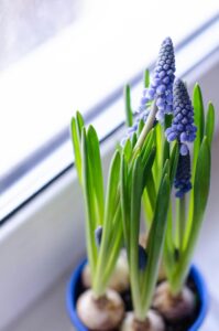 Grape Hyacinths Flowers  in pots