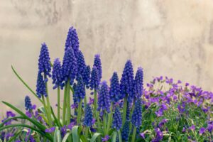 Grape Hyacinths Flowers in Blue Color