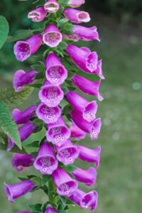 Digitalis or Foxglove Flower