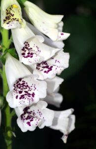 Digitalis or Foxglove White Color Flower