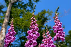 Digitalis or Foxglove Flower