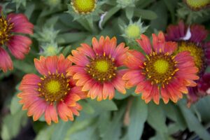 Blanket or Gaillardia flower Cultivars