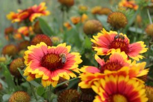 Blanket Flower 