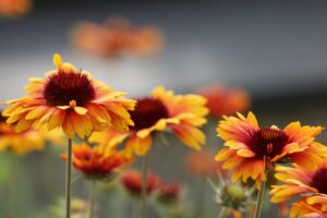 Gaillardia Flower Beauty