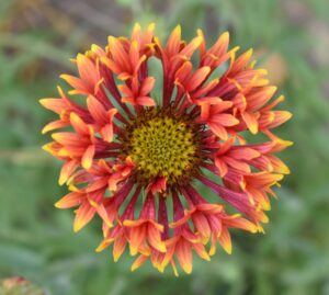 Blanket or Gaillardia flower beauty