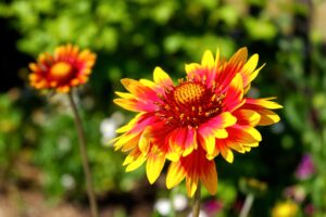 Gaillardia or Blanket Flower