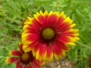 Blanket flower in Red and Yellow Color