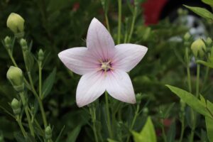 Balloon Flowers in Whitish color