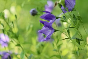 Balloon Flowers in Purple Color