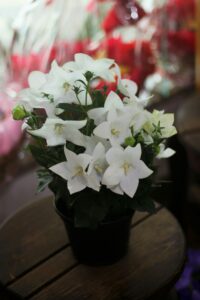 Balloon Flowers in Pot