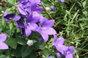 Balloon Flowers Giving a great Aesthetic Look