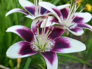 Asiatic Lilies Flower Bloom