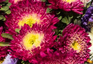 Aster Flower in red color