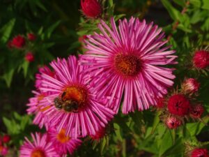 Aster Flowers in pink color