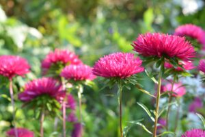 Aster Flowers