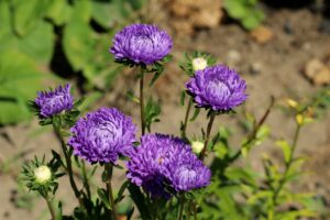 Aster Flowers