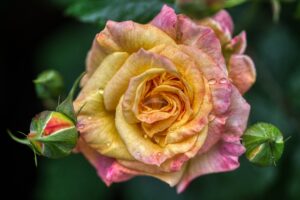 Hybrid Tea Rose Flower